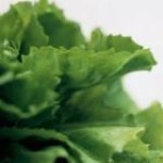 Bittere groente bevat veel salvestrolen, dit zijn stoffen met een remmende werking op kanker. Dit artikel is een verslag van een vrouw met borstkanker die is genezen na hoge dosering salvestrolen.